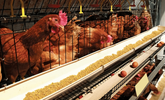 Poultry industry concerned about its fate in Agoa negotiations.png