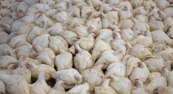 Another body blow for struggling poultry industry.png