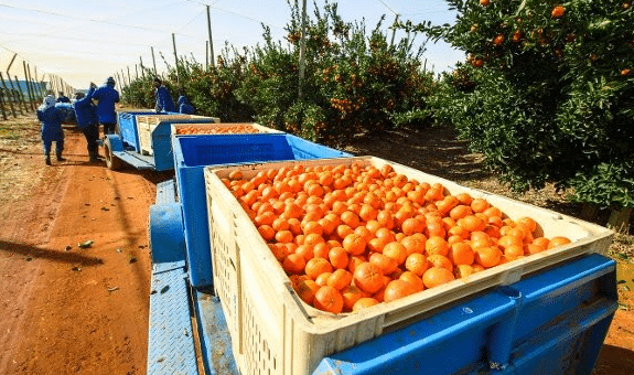Citrus season gains momentum in Eastern Cape.png