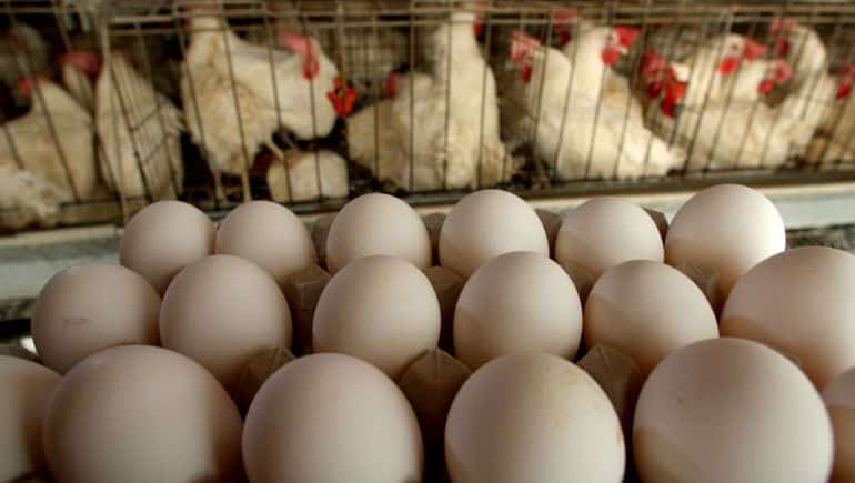 Egg supply recovers as bird flu subsidies.jpg