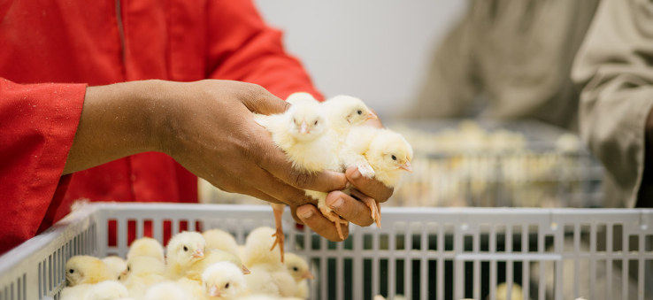 Anti dumping duties on chicken imports finally get the nod.png
