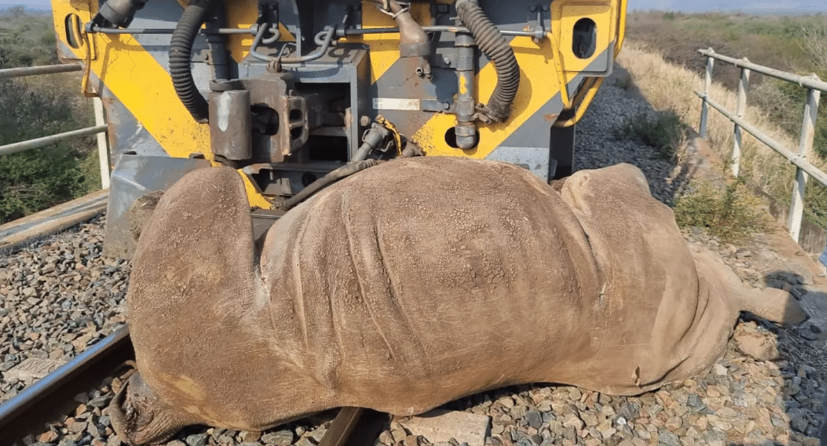 Collisions with coal trains kill wildlife in KwaZulu-Natal