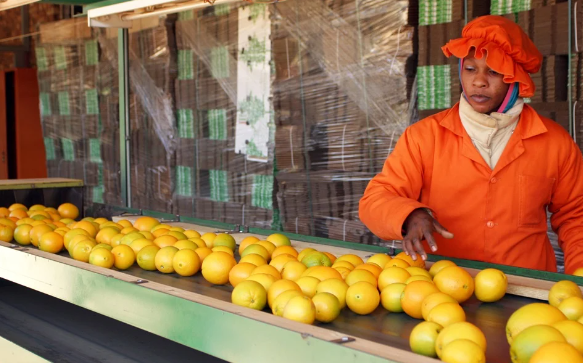 South African fruit exports to Iran could recommence